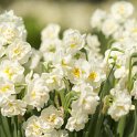 Narcissus tazetta double 'Bridal_Crown' PB 5
